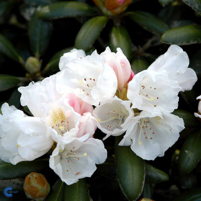 Rhododendron Schneekissen – Spanne Plantesalg