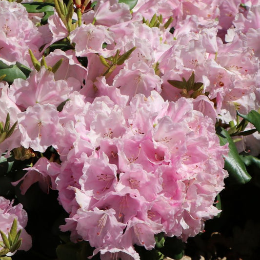 Bilde av Rhododendron Vater Bøhlje +-Spanne Plantesalg