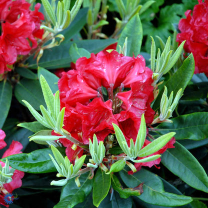 Bilde av Rhododendron Vulcan's Flame-Spanne Plantesalg