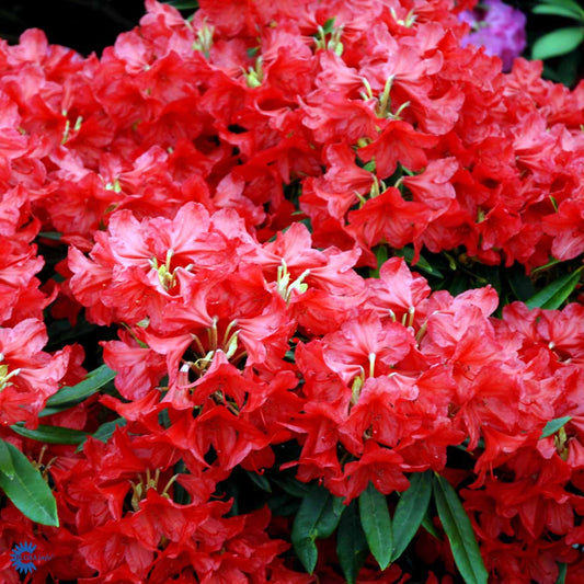 Bilde av Rhododendron Vulcan's Flame-Spanne Plantesalg
