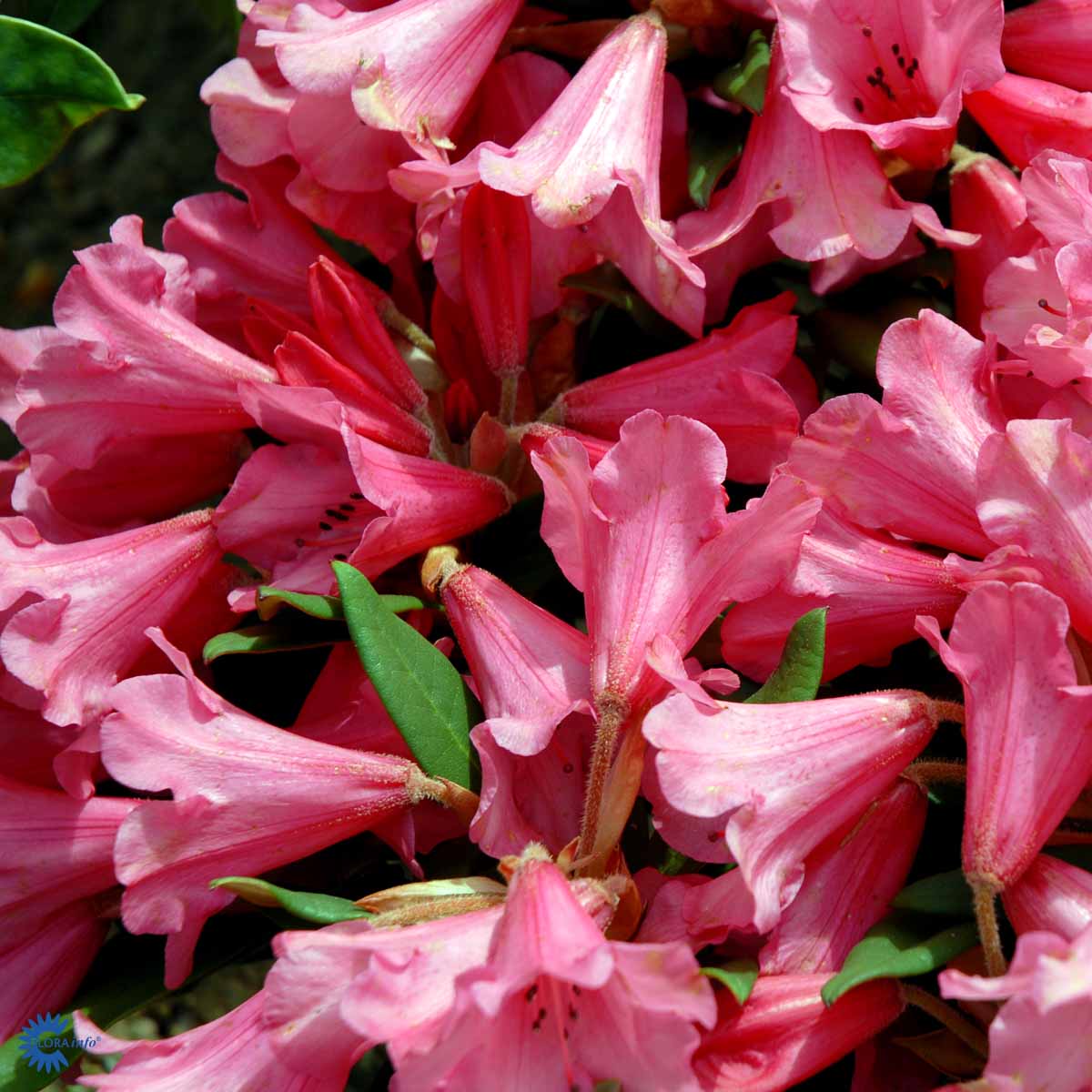 Bilde av Rhododendron Winsome-Spanne Plantesalg