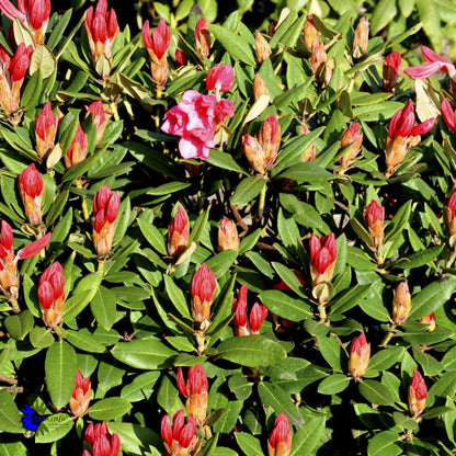 Bilde av Rhododendron Winsome-Spanne Plantesalg