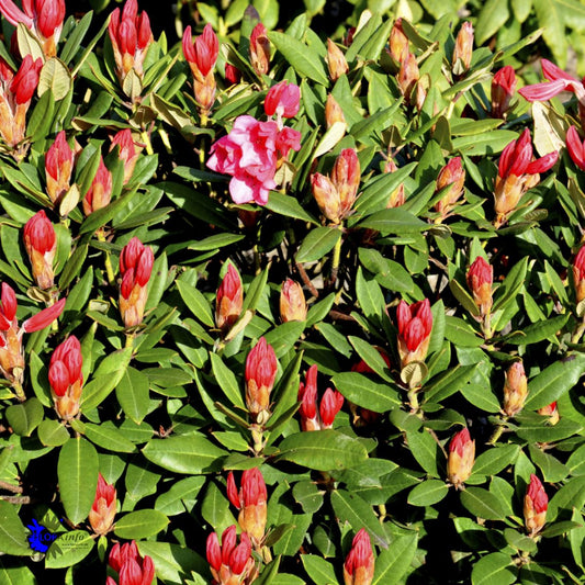 Bilde av Rhododendron Winsome-Spanne Plantesalg