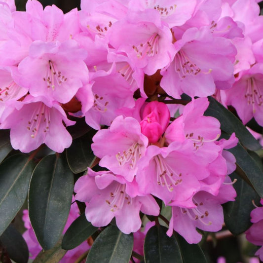 Bilde av Rhododendron fargesii Winterpurpur-Spanne Plantesalg