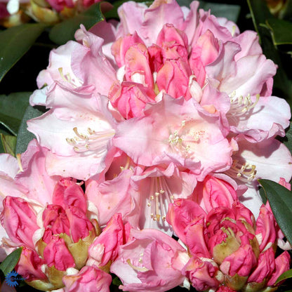 Rhododendron yak. Dreamland – Spanne Plantesalg