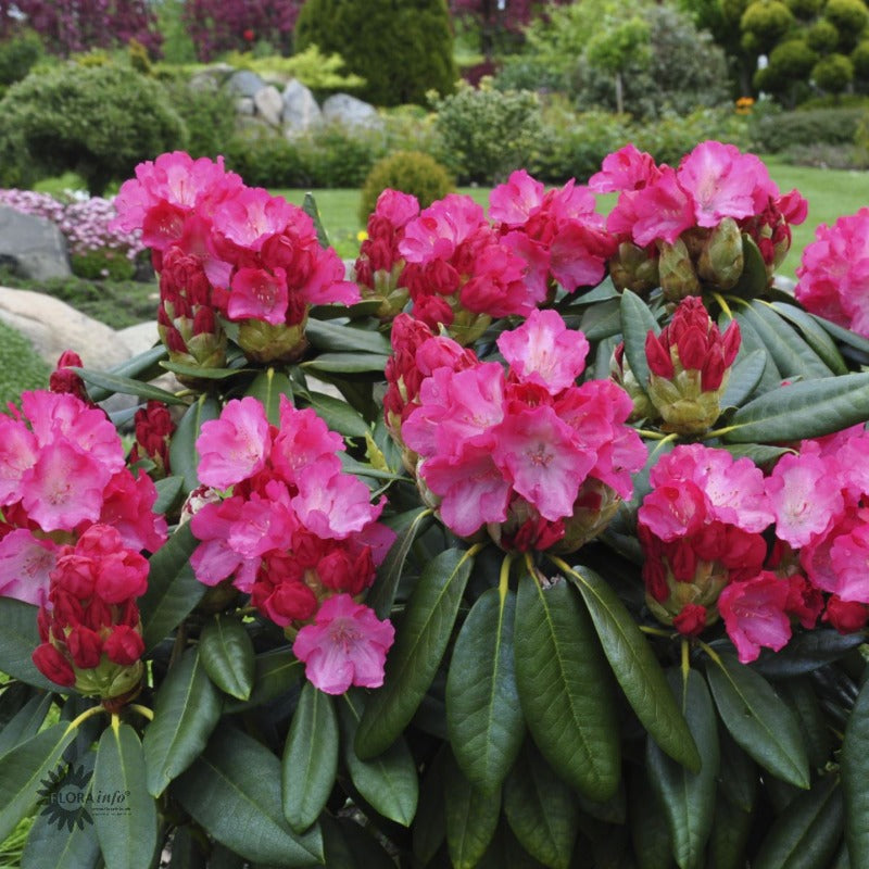 Bilde av Rhododendron yak. 'Fantastica'-Spanne Plantesalg