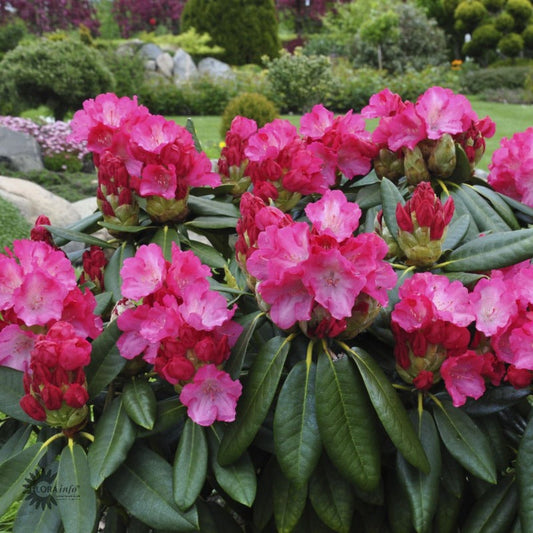 Bilde av Rhododendron yak. 'Fantastica'-Spanne Plantesalg