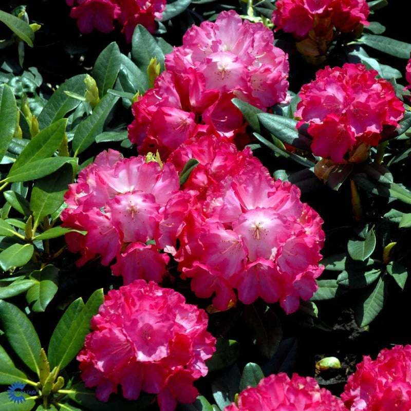 Bilde av Rhododendron yak. 'Fantastica'-Spanne Plantesalg