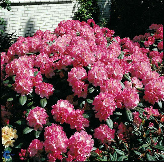 Bilde av Rhododendron yak. 'Polaris'-Spanne Plantesalg