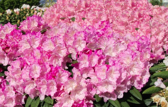 Bilde av RHODODENDRON YAKUSHIMANUM POLARIS-Spanne Plantesalg