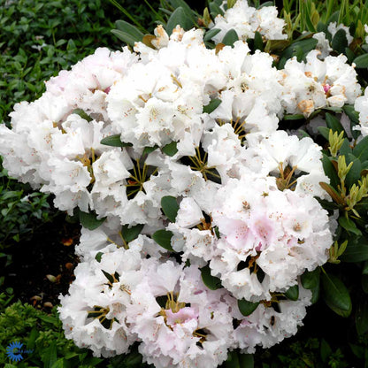 rhododendron silberwolke Rhododendron yak. 'Silberwolke' – Spanne Plantesalg