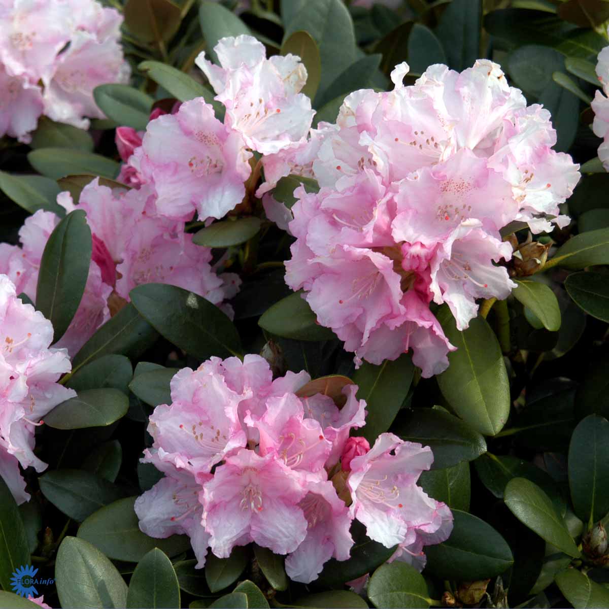 Rhododendron yak. 'Silberwolke' – Spanne Plantesalg