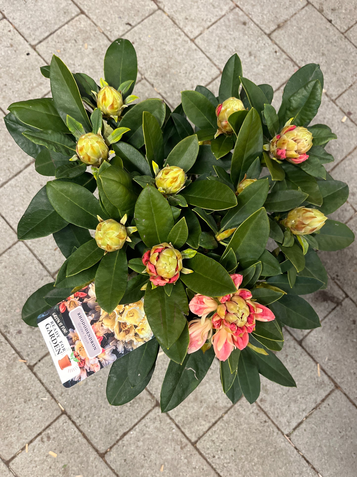 Bilde av Rhododendron Yakushimanum Golden Torch-Spanne Plantesalg
