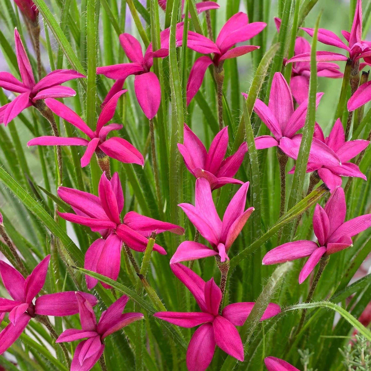 Bilde av Rhodoxis 'Beverly'-Spanne Plantesalg