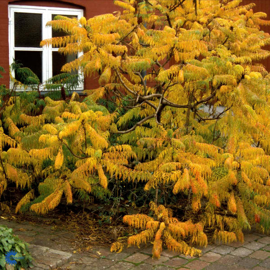 Bilde av Rhus typhina-Spanne Plantesalg