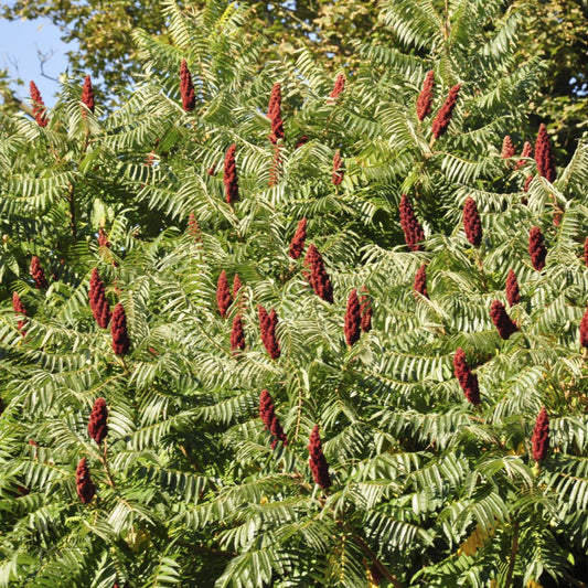 Bilde av Rhus typhina-Spanne Plantesalg