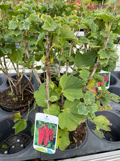 Bilde av RIBES RUBR. JONKHEER VAN TETS-Spanne Plantesalg