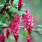 Bilde av Ribes Sanguineum Pulborough Scarlet-Spanne Plantesalg