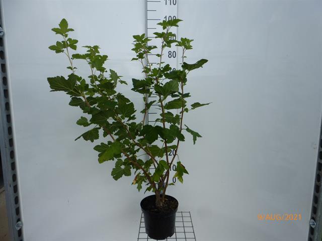 Bilde av Ribes Sanguineum Pulborough Scarlet-Spanne Plantesalg