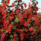 Bilde av Ribes Sanguineum Pulborough Scarlet-Spanne Plantesalg