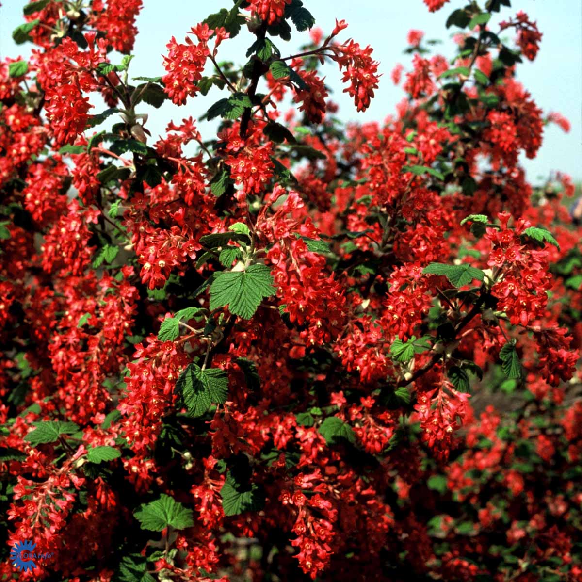 Bilde av Ribes Sanguineum Pulborough Scarlet-Spanne Plantesalg