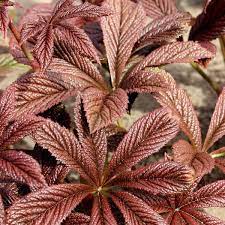 Bilde av RODGERSIA BRONZE PEACOOK-Spanne Plantesalg
