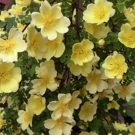 Bilde av Rosa hugonis-Spanne Plantesalg