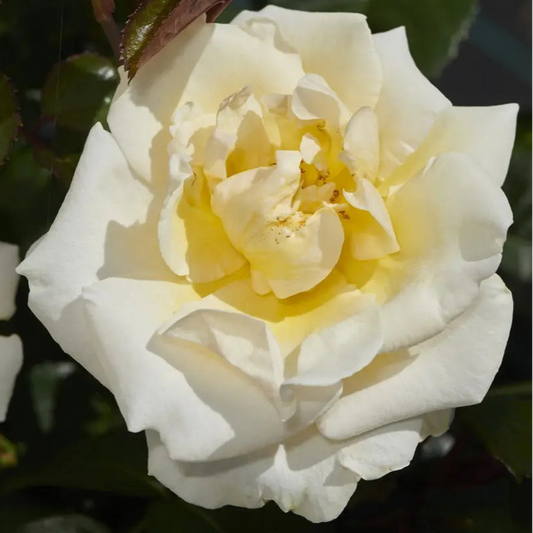 Bilde av Rose 'Baroniet Rosendal'™ Renaissance®-Spanne Plantesalg