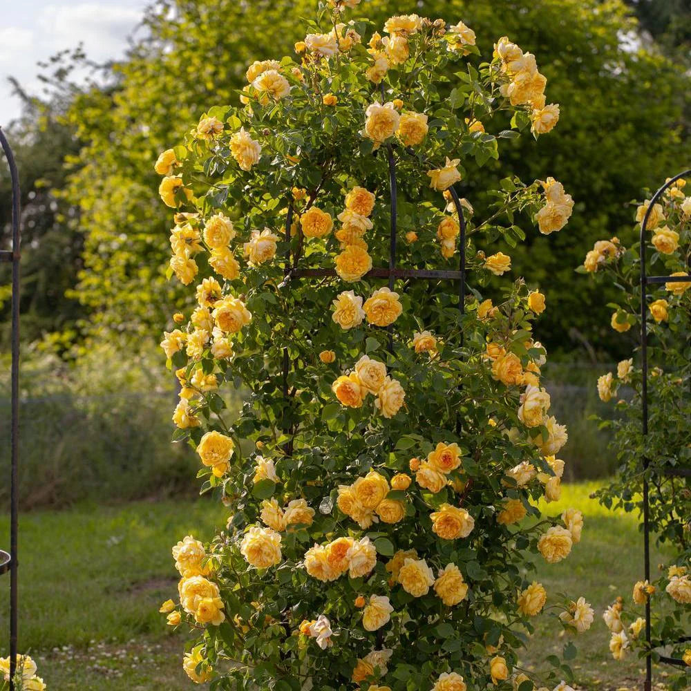 Bilde av Rose 'Bring Me Sunshine' Nyhet !-Spanne Plantesalg