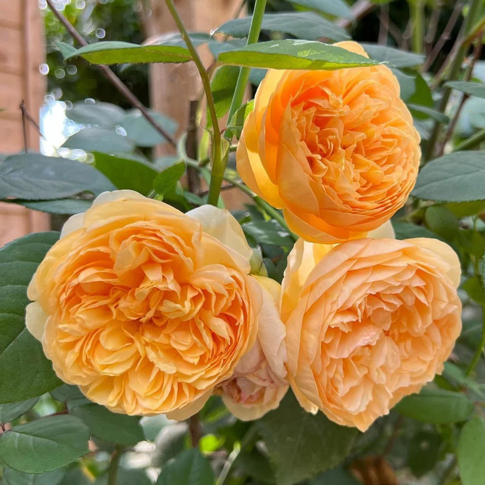 Bilde av Rose 'Bring Me Sunshine' Nyhet !-Spanne Plantesalg