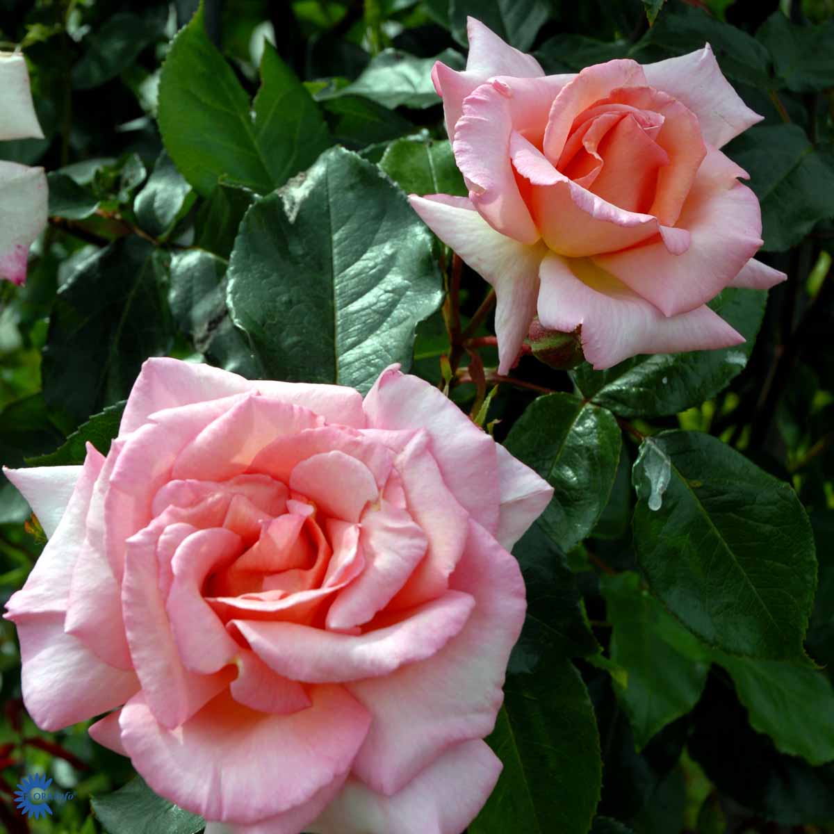 Bilde av Rose 'Compassion'-Spanne Plantesalg