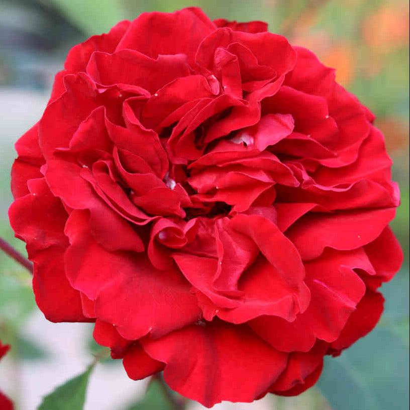 Bilde av Rose 'Crazy in Love Red™ Roses Forever®-Spanne Plantesalg