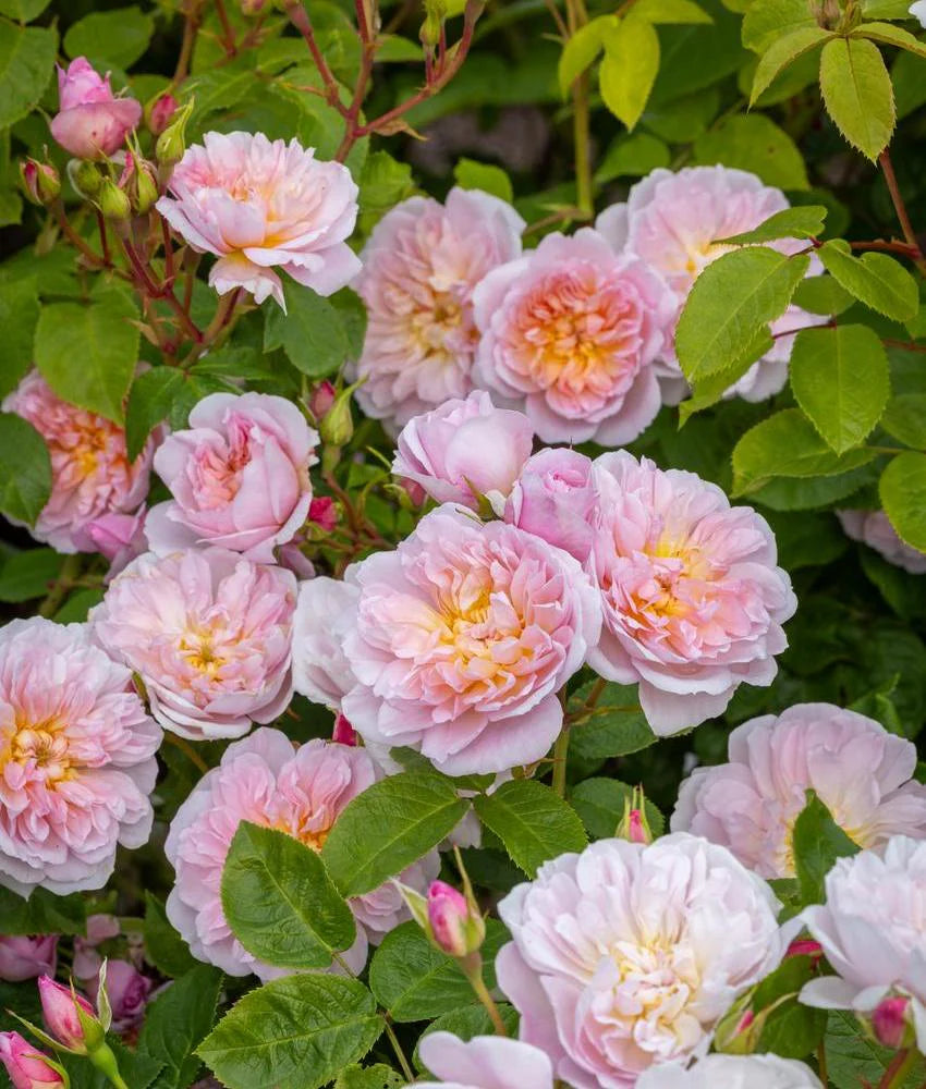 Bilde av Rose 'Elizabeth' Nyhet !-Spanne Plantesalg