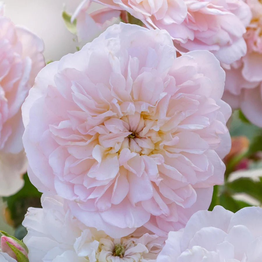 Bilde av Rose 'Elizabeth' Nyhet !-Spanne Plantesalg