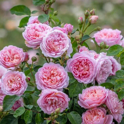 Bilde av Rose 'Eustacia Vye'-Spanne Plantesalg