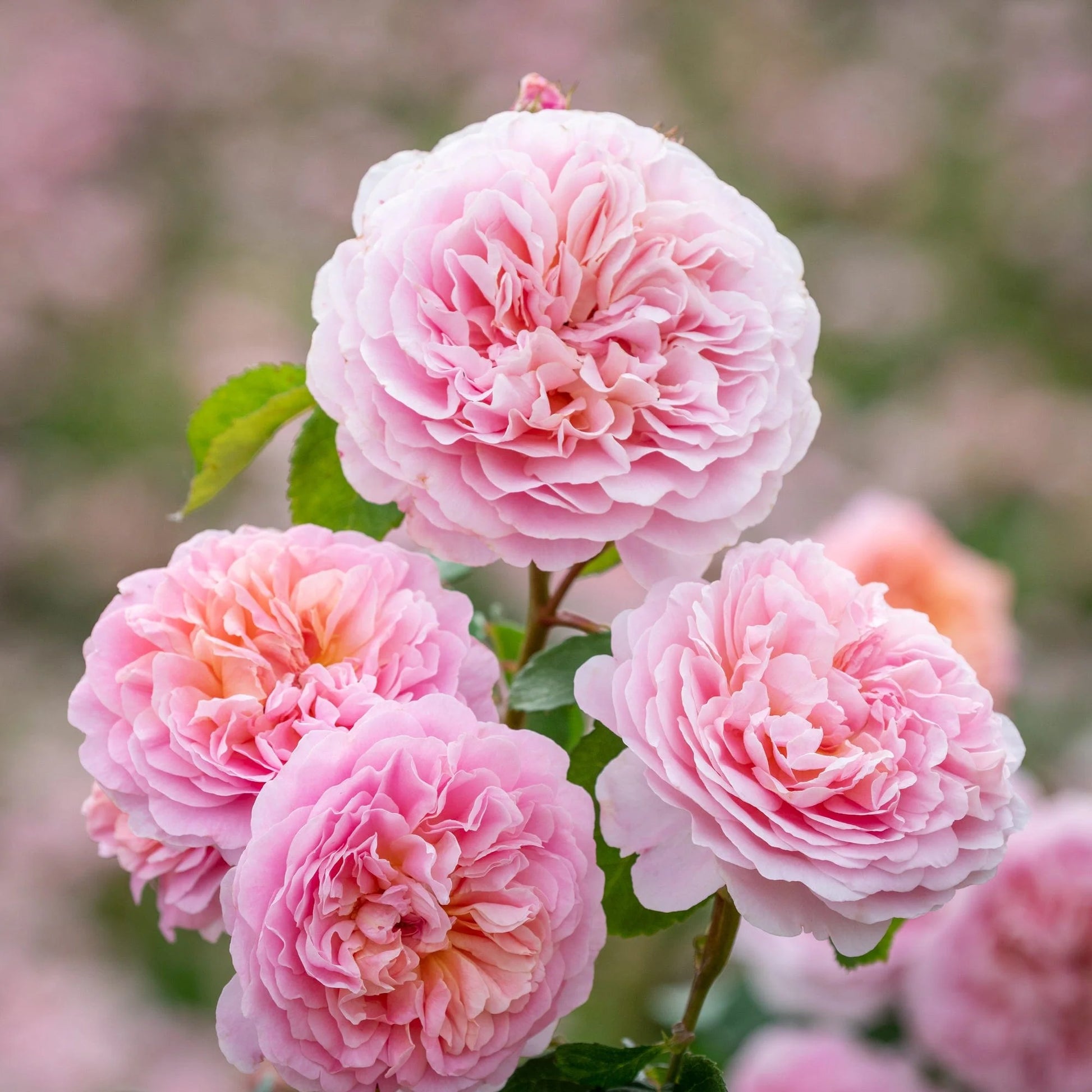 Bilde av Rose 'Eustacia Vye'-Spanne Plantesalg