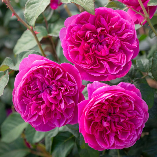 Bilde av Rose 'James L. Austin' ™-Spanne Plantesalg