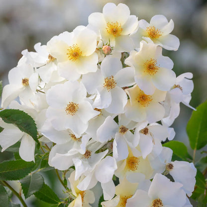 Bilde av Rose 'Kew Gardens'-Spanne Plantesalg