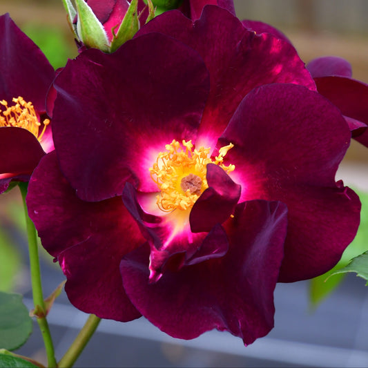 Bilde av Rose 'Night Owl'™-Spanne Plantesalg