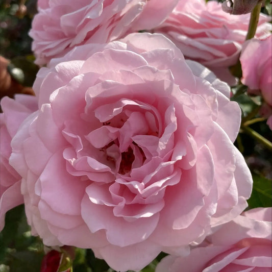 Bilde av Rose 'Our First Summer'™ Plant´n Relax® Nyhet!-Spanne Plantesalg