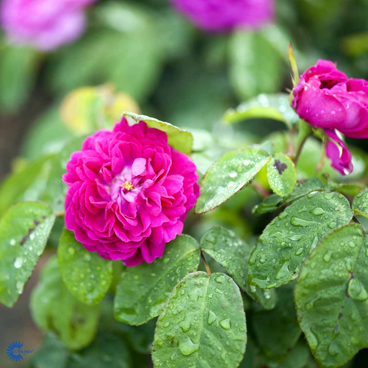 Bilde av Rose 'Rose de Rescht'-Spanne Plantesalg