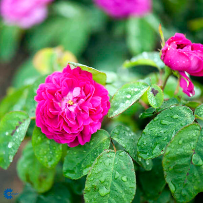 Bilde av Rose 'Rose de Rescht'-Spanne Plantesalg