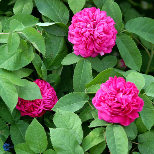 Bilde av Rose 'Rose de Rescht'-Spanne Plantesalg