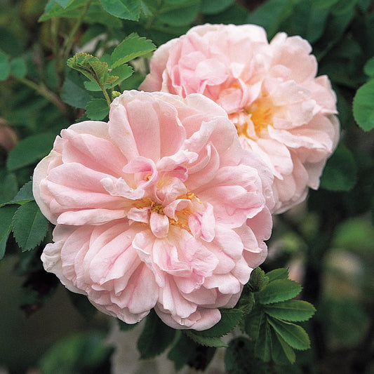 Bilde av Rose 'Stanwell Perpetual'-Spanne Plantesalg