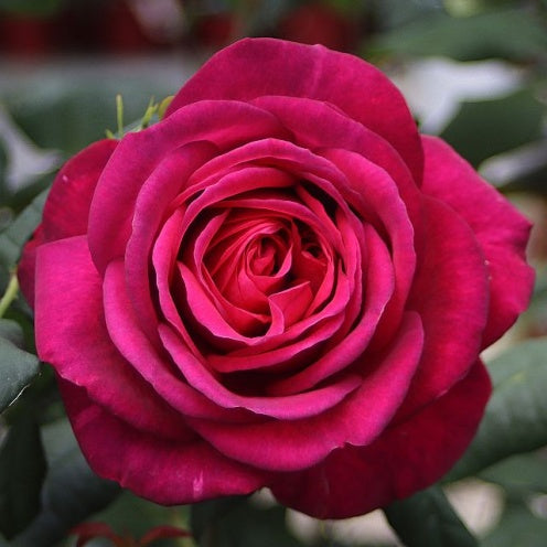 Bilde av Rose 'Tantau Rose Goethe'-Spanne Plantesalg