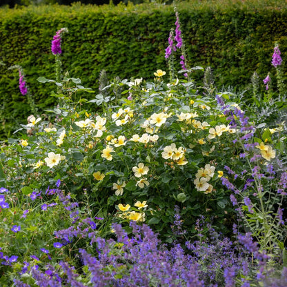 Bilde av Rose 'Tottering-By-Gently'-Spanne Plantesalg