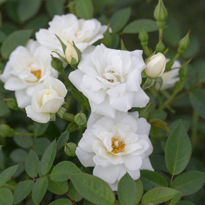 Bilde av White Cover-Spanne Plantesalg
