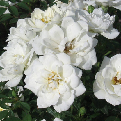 Bilde av White Cover-Spanne Plantesalg