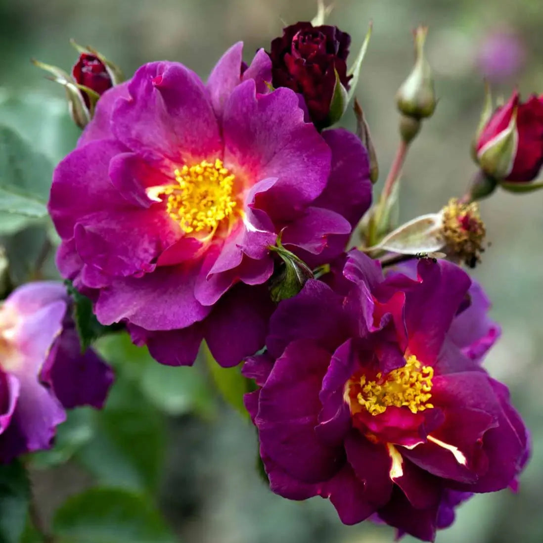 Bilde av Rose 'Wild Rover'-Spanne Plantesalg