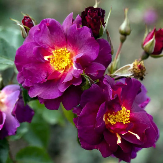 Bilde av Rose 'Wild Rover'-Spanne Plantesalg